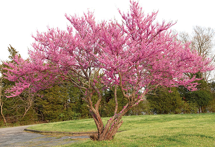 Go Native Grow Native Eastern Redbud Rappahannock Record